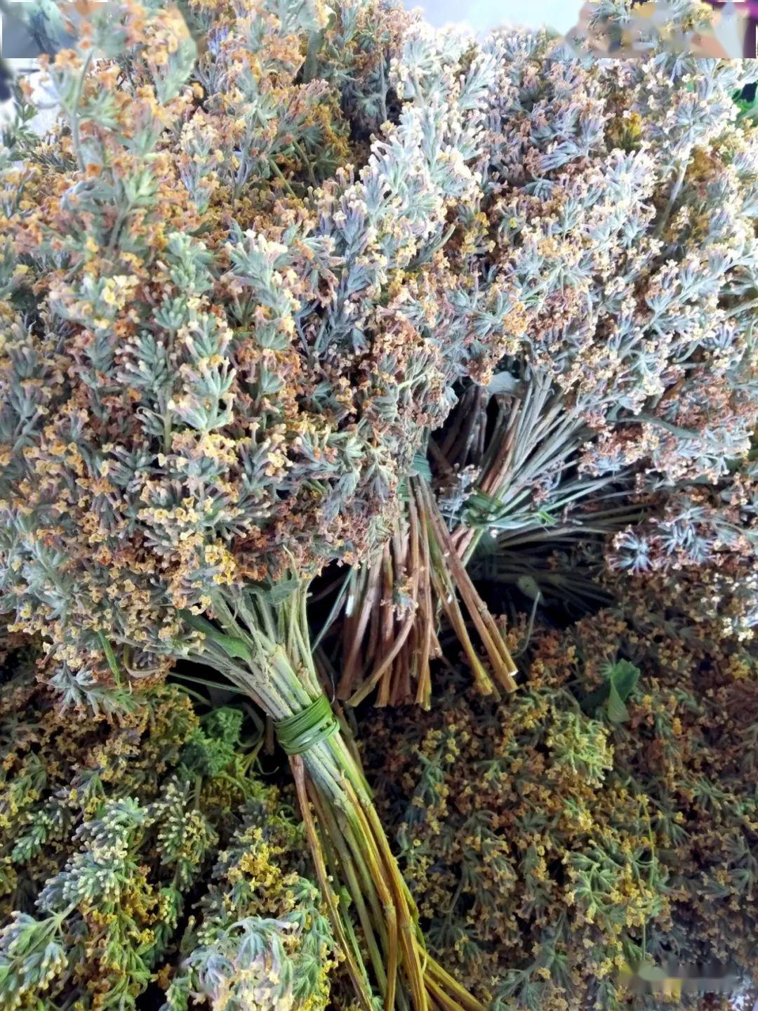 自然,生态的山茅野菜