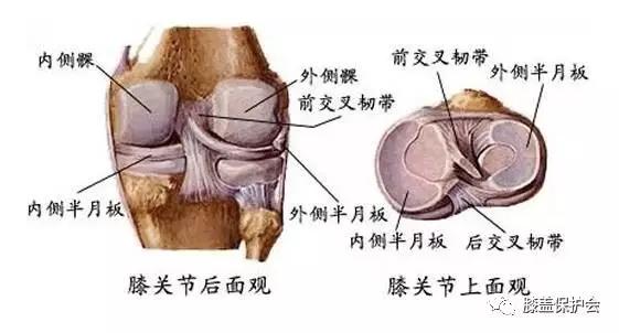 关于膝关节之"半月板详细解读!