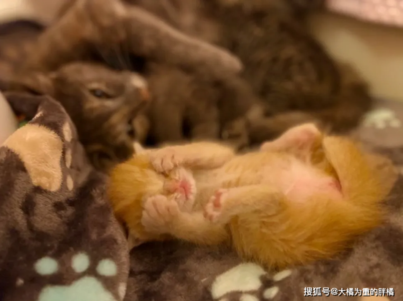 流浪猫为藏好4只小猫 却 误导 女子苦寻3天 一家人都是多指猫 丹尼尔