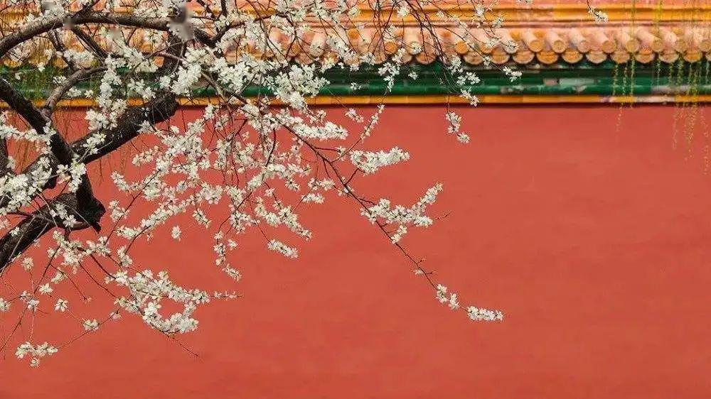 紫禁城城墙再高庭院再深总有一树杏花海棠暗地花开惊艳你的双眸芬芳
