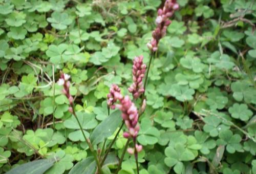 抓地草是什么 5c0fb35b0be44eb09e7473ad1bde6f81.jpeg