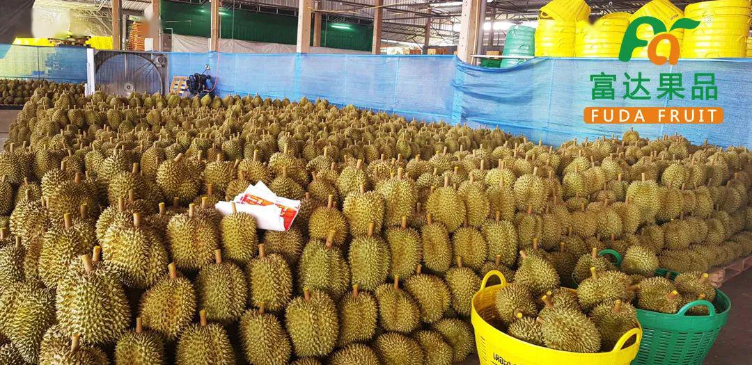百灵榴莲高品质回归!泰国直达,新鲜开卖!