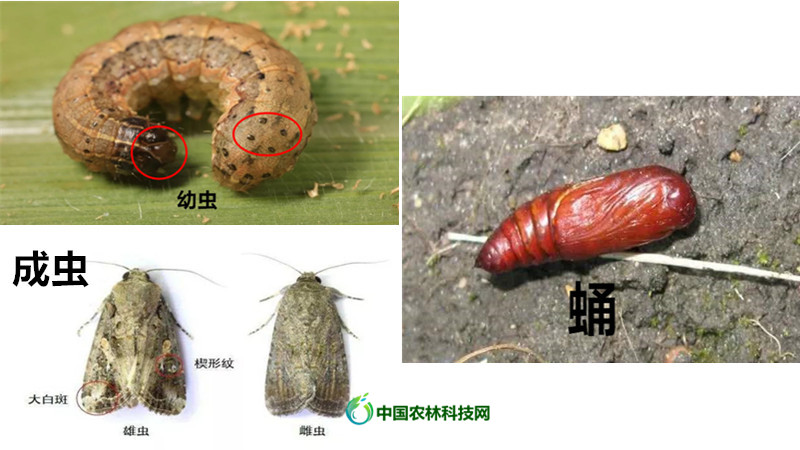 2020年草地贪夜蛾呈重发态势,我们该如何识别与防治,请看这里
