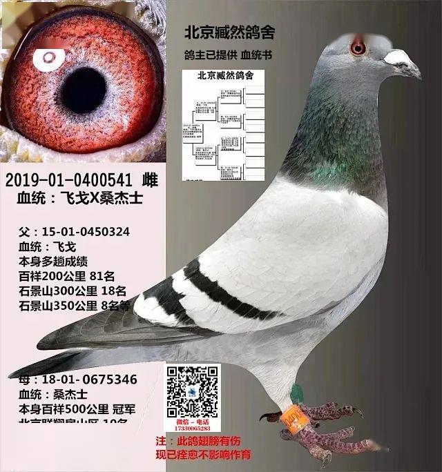 冠军赢劳斯莱斯一辆,19年开创者"铁鹰四关"综合鸽王前