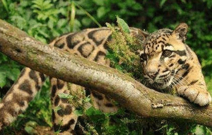 蛇是哪一年列为国家保护动物的 61431dec595547849b16fc48bf23e8cf.jpeg