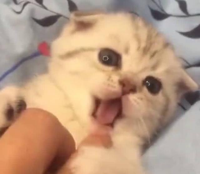 小奶猫可爱的表情简直是萌炸天,看着就想让人搂在怀里,个这个小家伙一