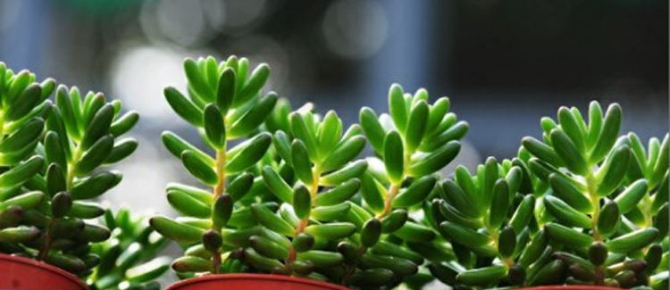 盆栽花卉养殖注意事项 6666e2ea39b9470bbd0f3e3b81be7f04.png