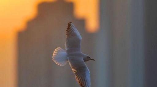 如何修炼强大的心态 66c7ed703aea4725b8386c46feccb132.jpeg