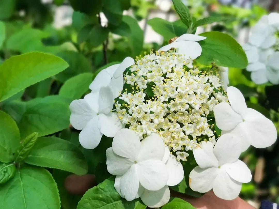 琼花却花开洁白,花蕾满枝百花齐放的时节琼花记录下这特别的一幕吸引