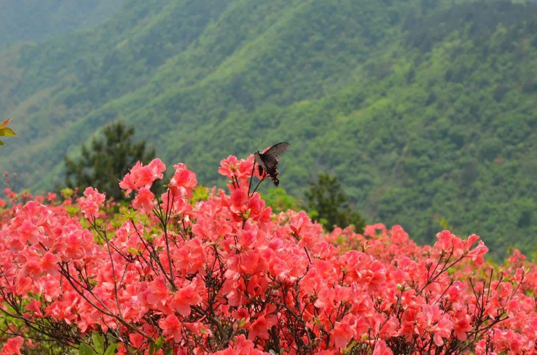 震撼!常山梅树底景区现漫山遍野"火烧云"美景,刷屏模式马上开启