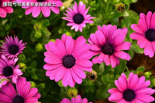 属蛇人今年桃花运在几月份开始 6c3ff4a9d3764c229cb3b2698dc29933.jpeg
