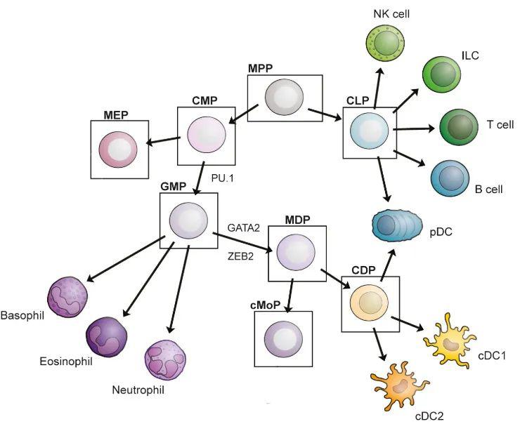 current model of myeloid cell development