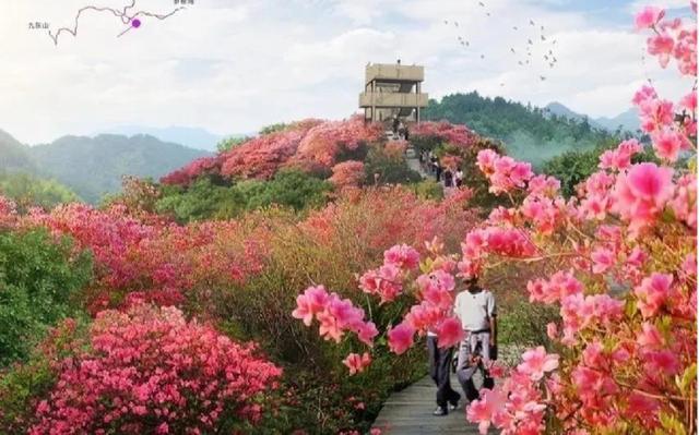 想去登山的朋友快来get详细登山口定位  鸬鸟可以赏杜鹃花的景点有两