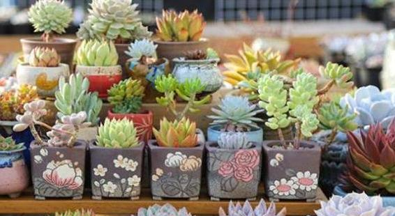 多肉怎么扦插最简单 75f9f5d2c0e0414f9bd33ac8e2e4cf8c.png