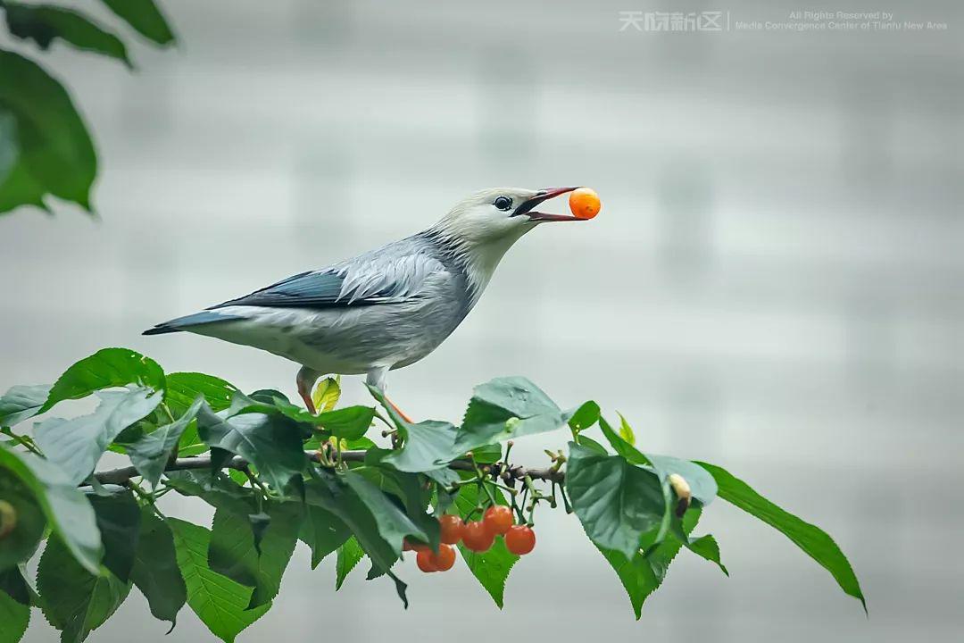 黑喉潜鸟,黑颈鹤,白喉红臀鹎……林子大了