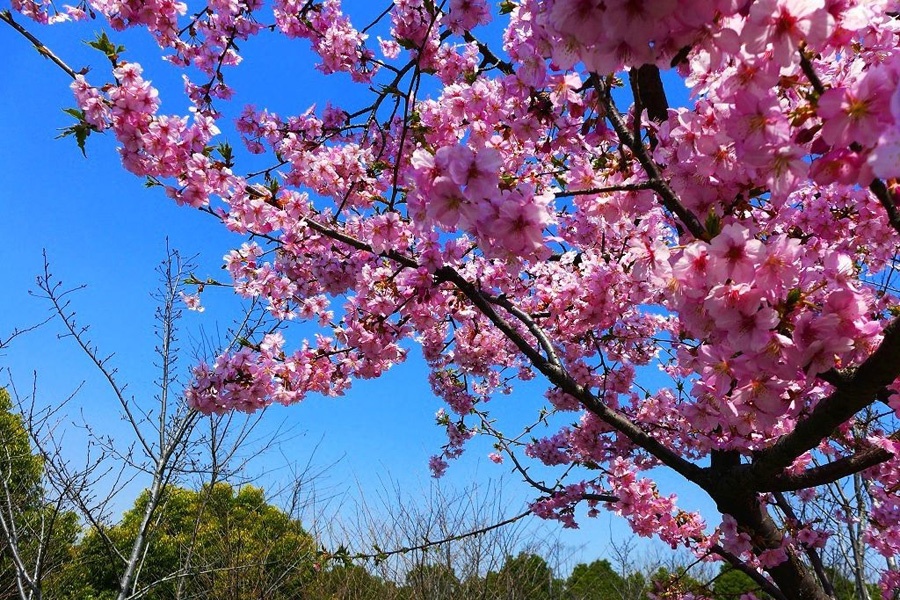 四月桃花别样红桃花源里碰上了桃花运