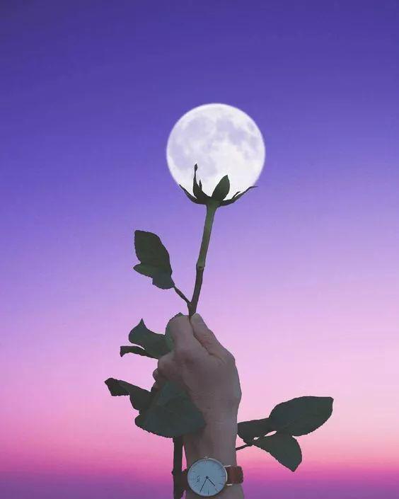 送你一朵月亮花,看看喜欢吗?