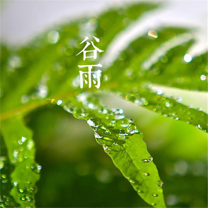 谷雨 |诗写梅花月,茶煎谷雨春