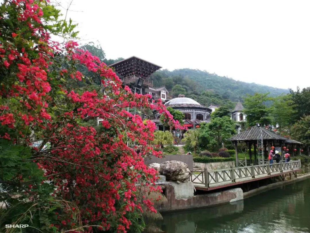 广东南湖国旅云浮人游云浮天露山春日赏花一日游圆满首发