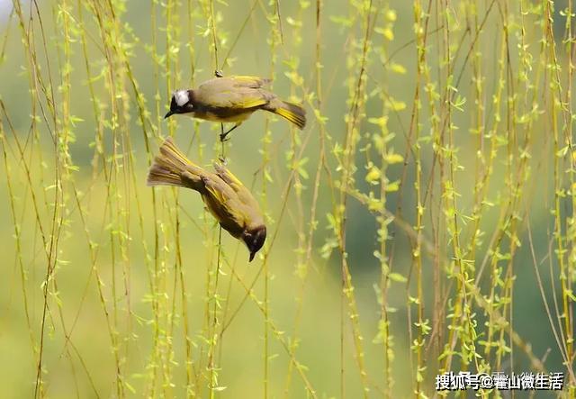 定了，4月20号神兽回笼，衡山镇做了这些准备...