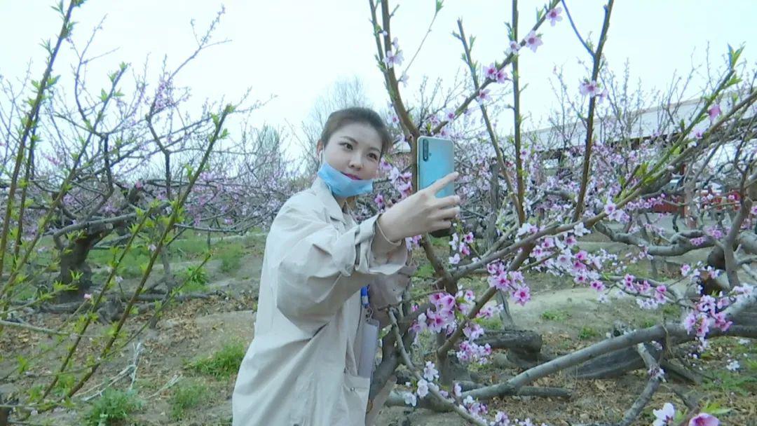 石河子第十四届桃花节开幕