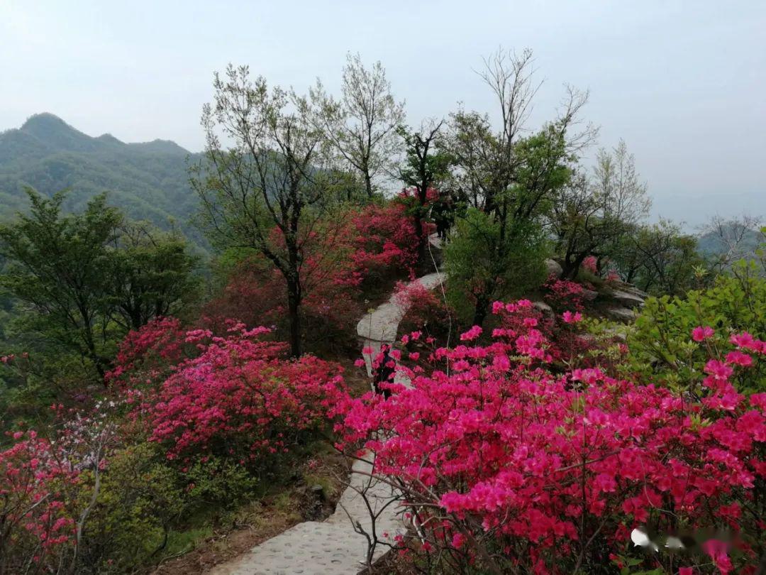 首届鲁山县杜鹃花节开幕啦