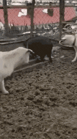搞笑gif:不好被发现了,姑娘还不好意思了