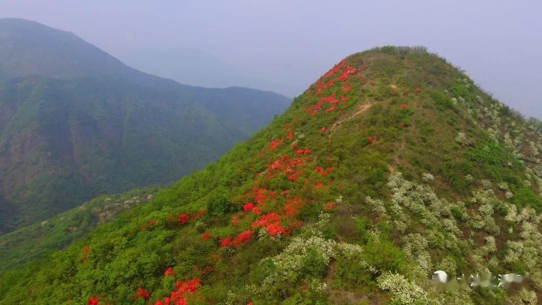 "大冶金湖街办黄坪山有千亩映山红