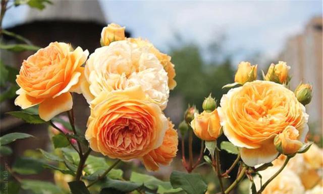 月季花什么时候栽成活率高 a1cefe0ceb854239a05e583a700e00eb.jpeg