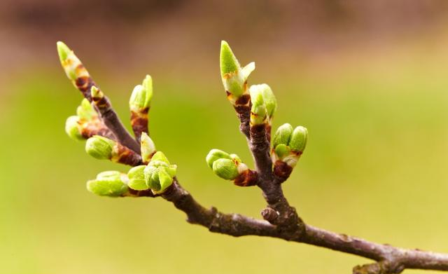 春天一到,果树就会长出满树嫩芽,一般人都不知道这些芽怎么分类