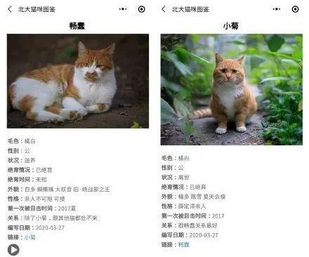 猫和猫之间的关系,也很微妙,就像人和人之间,总会有些猫腻.