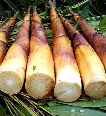 笋是苦的还能吃吗 a821e2be9922445d80fda91ba59537ce.jpeg