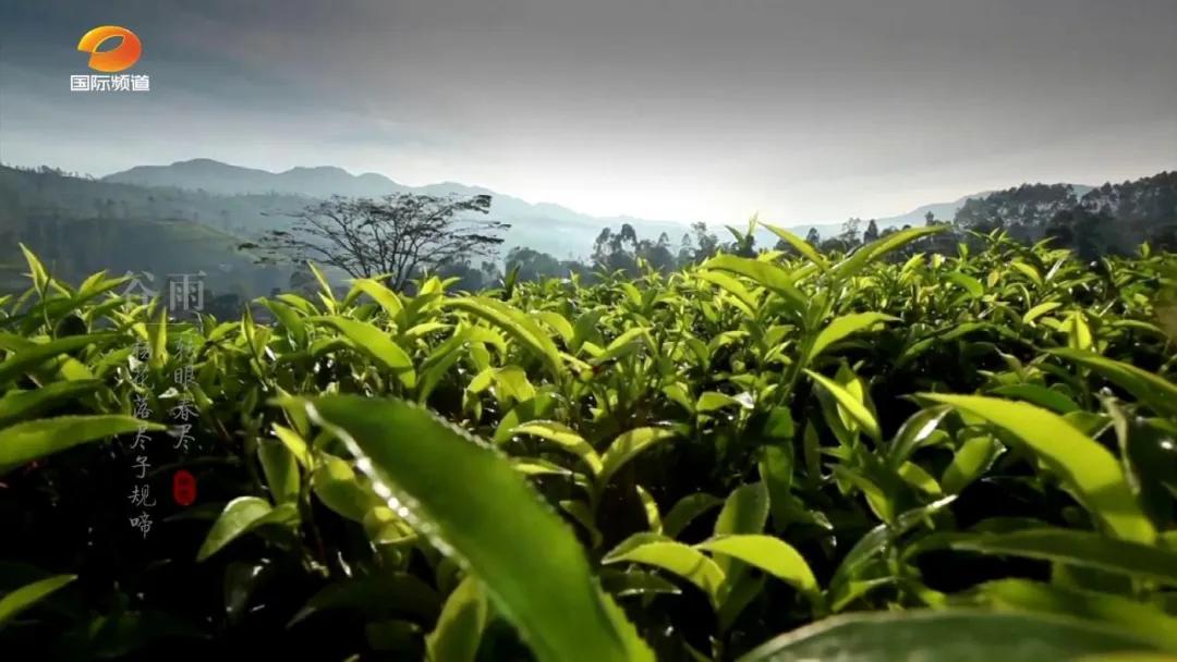 今日谷雨丨人间最美四月天 一杯香茗坐其间