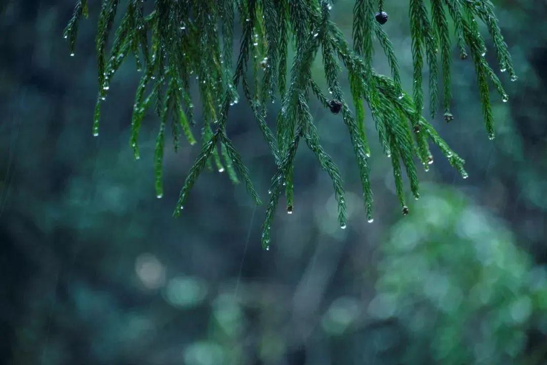 "清明断雪,谷雨断霜",谷雨节气的到来意味着寒潮天气基本结束,气温