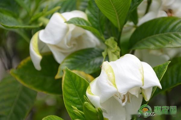 栀子花叶子发黄干枯掉叶子怎么办