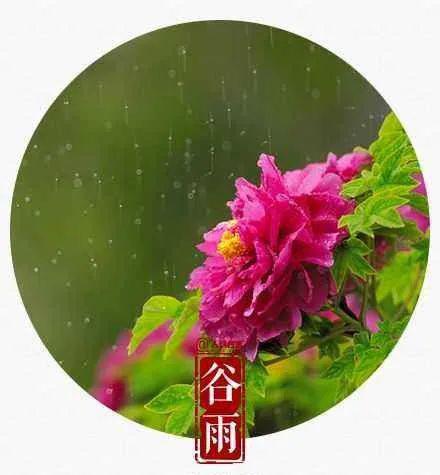 谷雨至雨生百谷贵如油