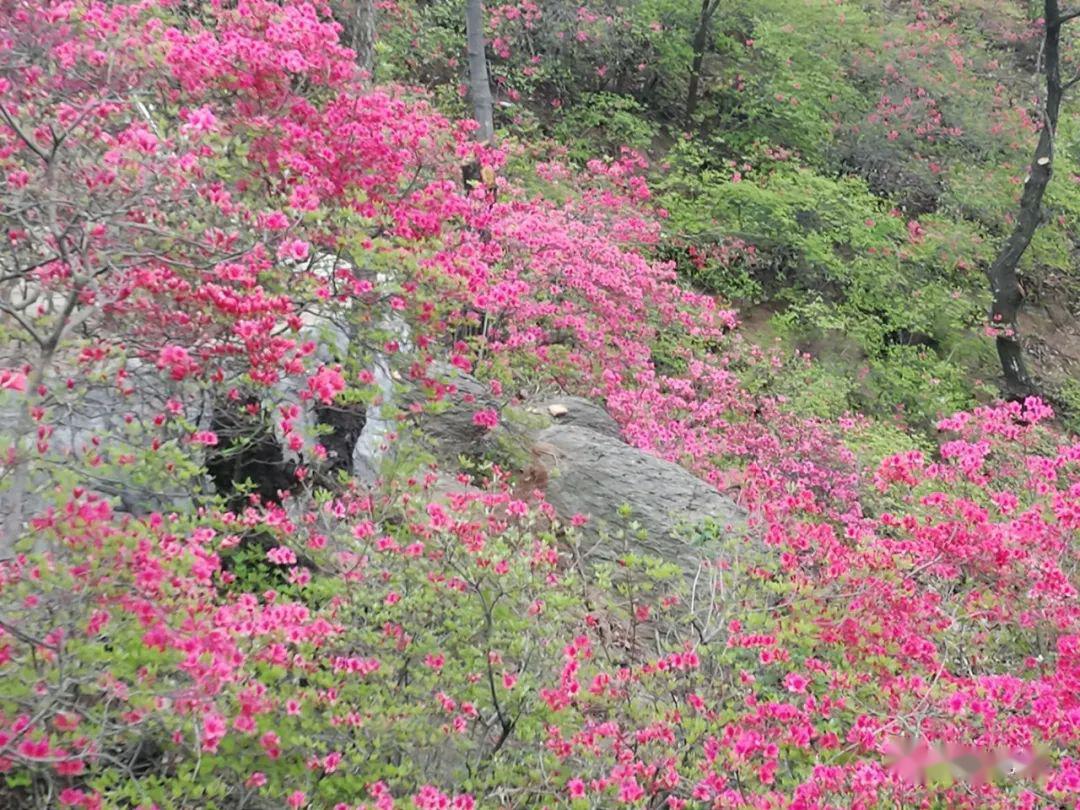 首届鲁山县杜鹃花节开幕啦