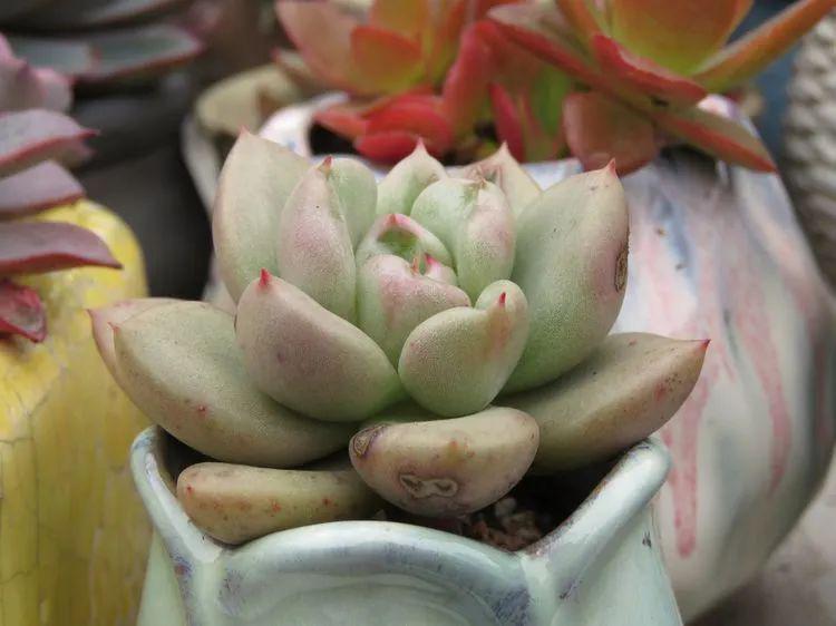 多肉怎么配土才透气通风 ca14c651c65446708fb206d856d3f729.jpeg