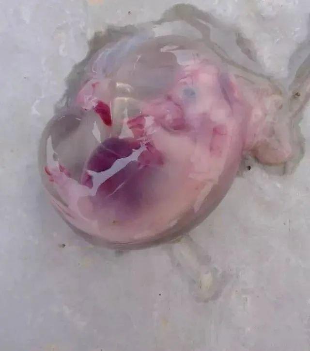 【管理】妊娠母猪胚胎死亡的原因及预防