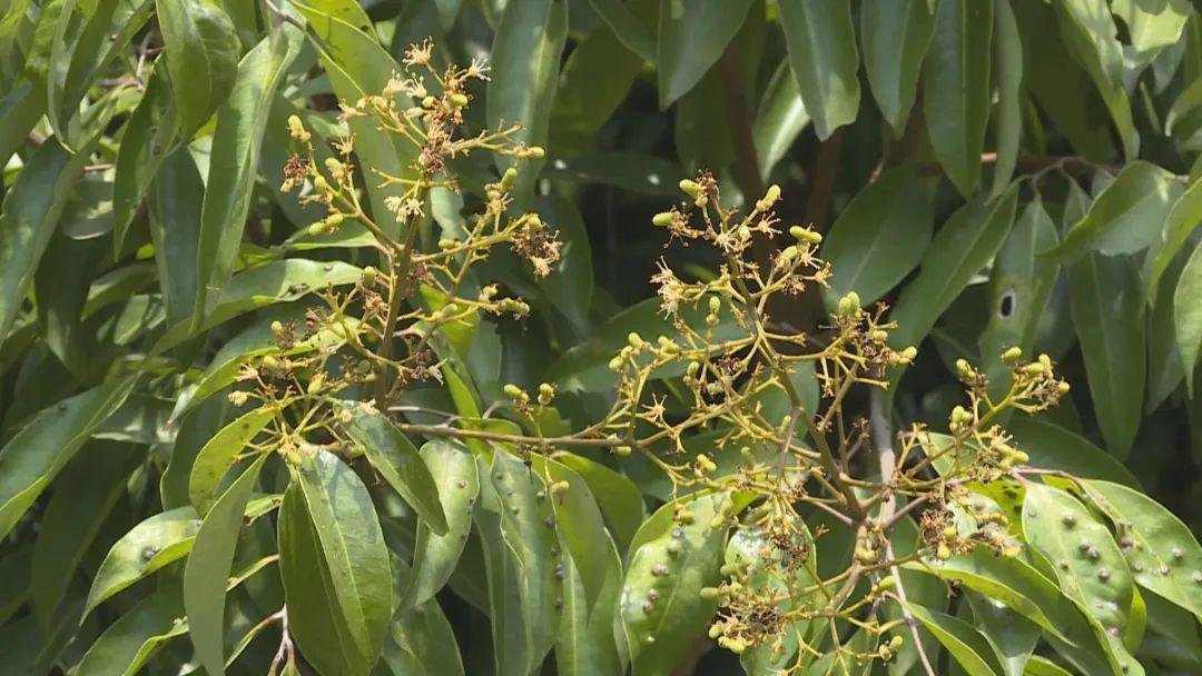 雷岭荔枝今年大丰收预计产量超1万吨