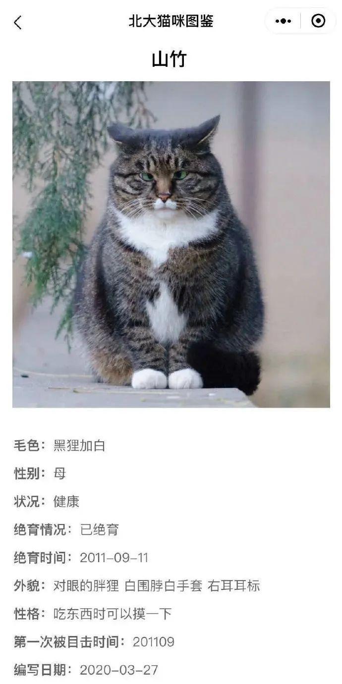 北大猫咪图鉴 | 最混乱的猫猫关系,全在这所校园里了