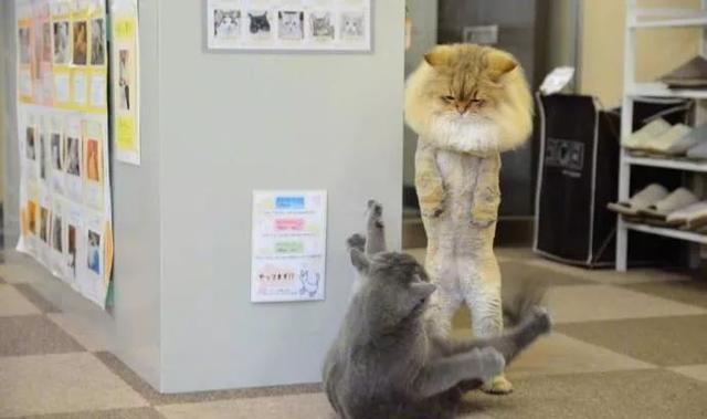 走路有气势的猫 df443c9b39d8408ab19a90e0baea64ae.jpeg