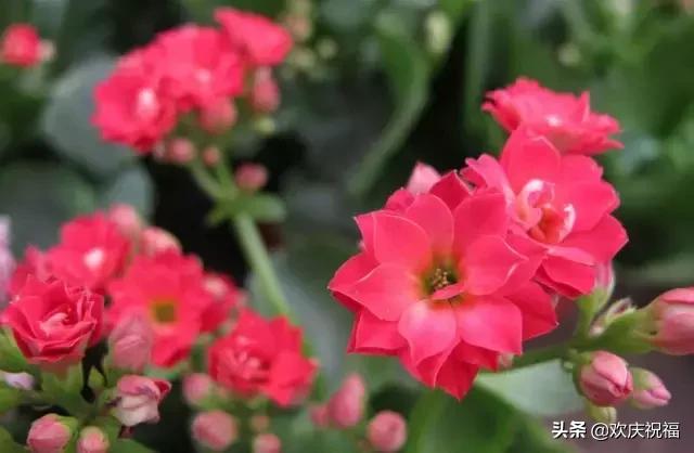 最美的花送给最美的你什么意思 dfe9e603a2464737938bac6cec7c9c36.jpeg