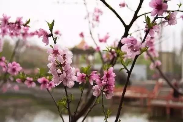 春日游,花下说风流._踏青