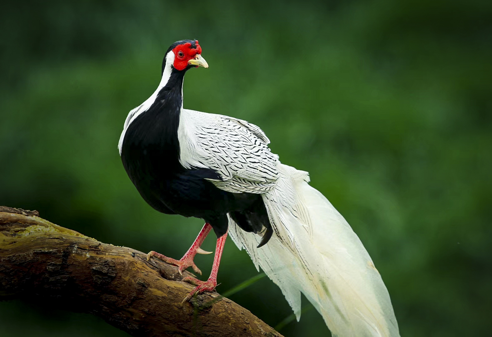 具有仙鸟气质的白鹇,是国家二级保护动物