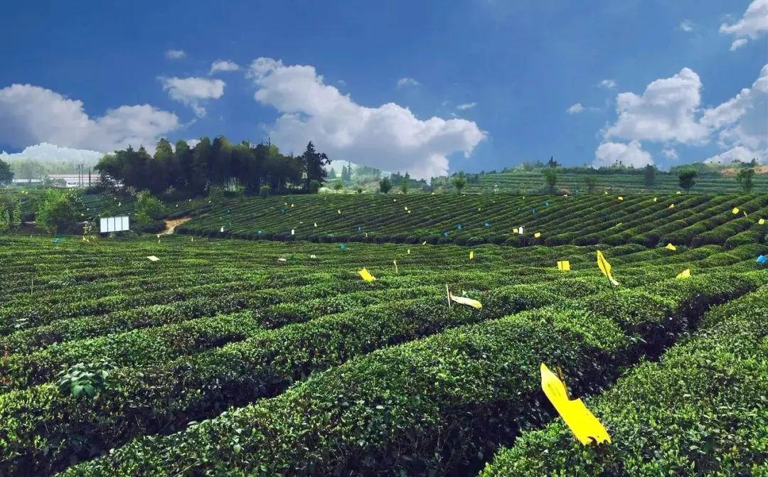 美丽中国乡约江西四月来婺源赴一场清新的茶香之旅内附最佳景观茶园及