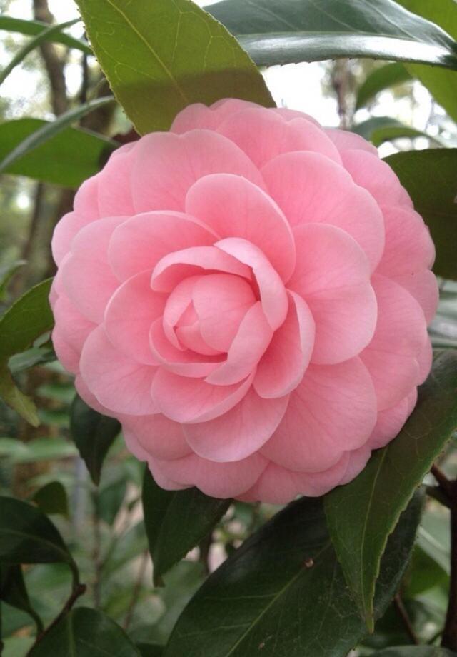 茶花用什么盆好养 ef46aec47b2b40d2b50a3967a46590cd.jpeg