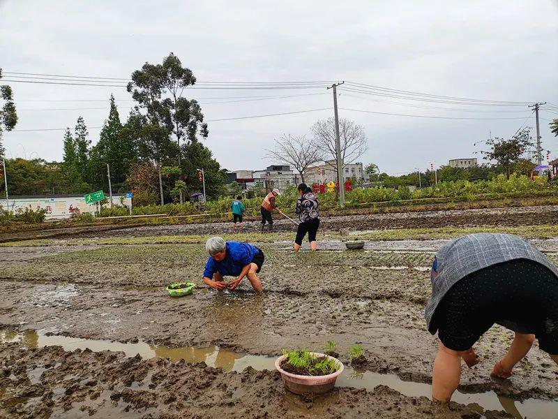 谷雨丨雨生百谷时春秧种下田