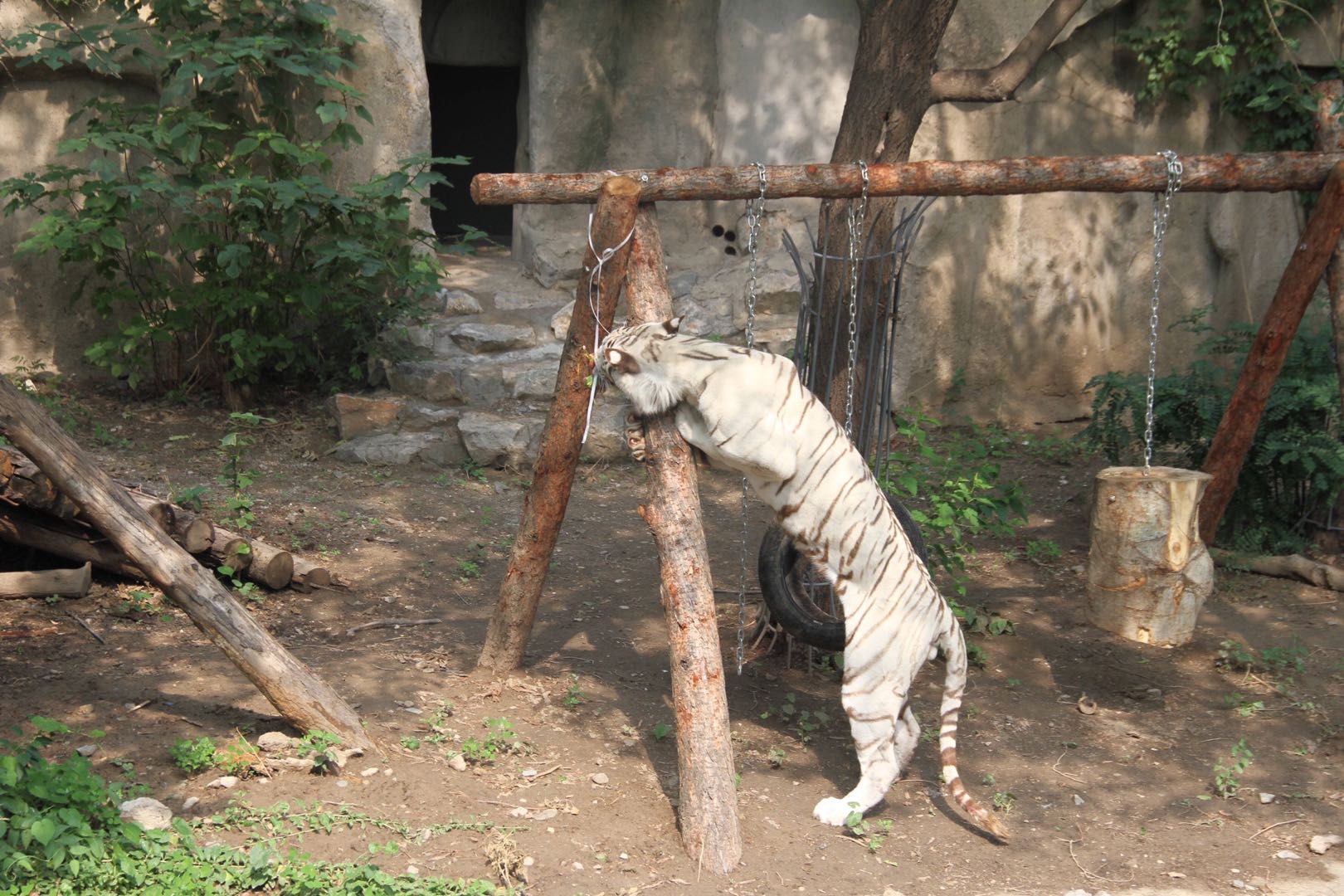 北京动物园回应一老虎打圈遛弯：经“心理疏导”已恢复