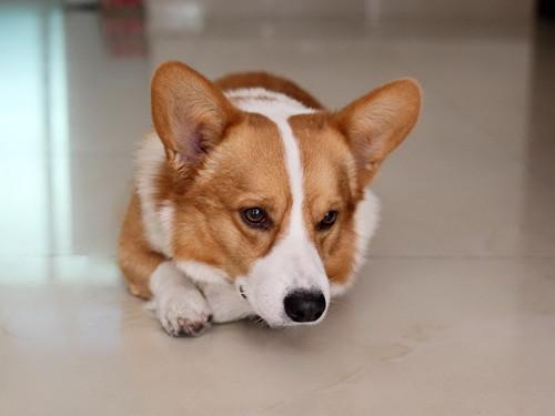 强行科普柯基缺钙的8大症状提醒你狗狗该补钙啦